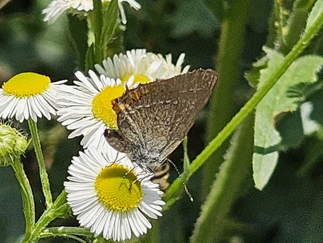Satyrium acaciae - akác-csücsköslepke