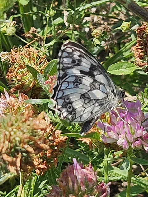 Melanargia galathea - sakktáblalepke