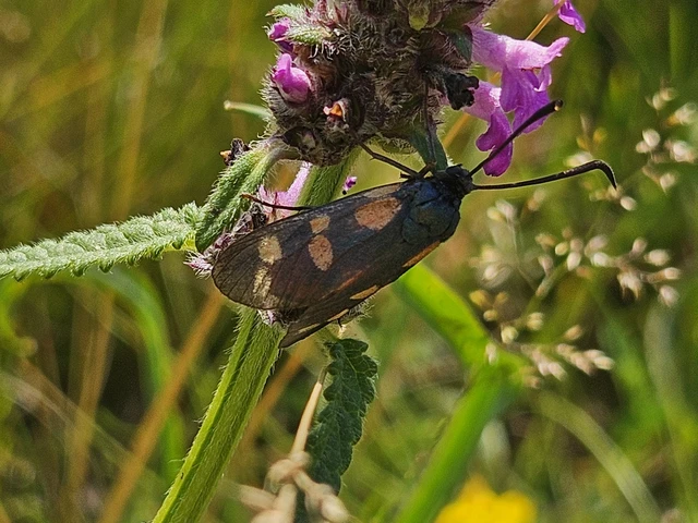 Zygaena filipendulae - acélszínű csüngőlepke