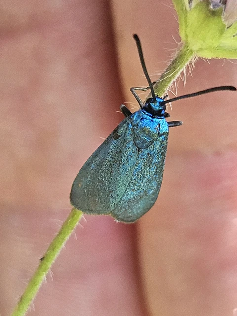 Zygaenidae - csüngőlepkefélék