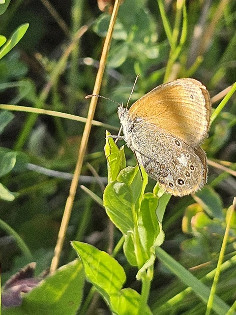 Coenonympha glycerion - közönséges szénalepke