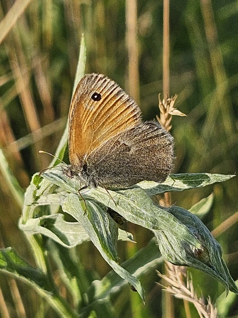 Coenonympha pamphilus - kis szénalepke