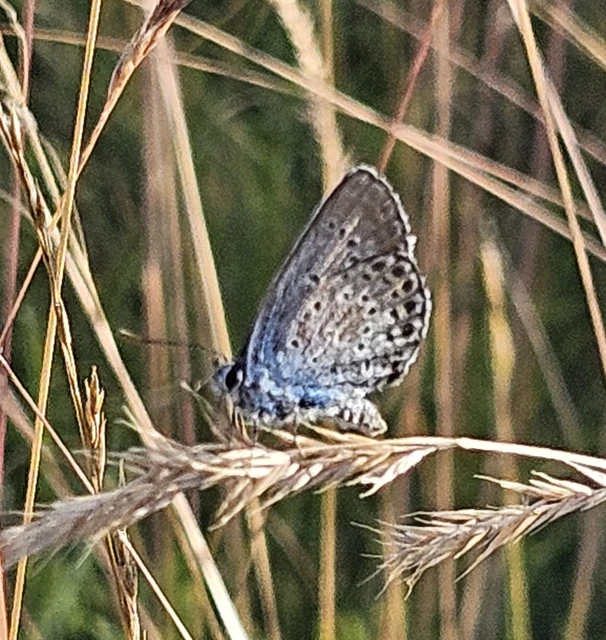 Plebejus argus - ezüstös boglárka