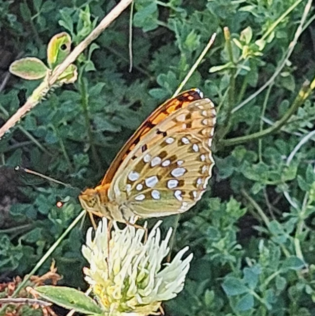 Argynnis aglaja - kerekfoltú gyöngyházlepke