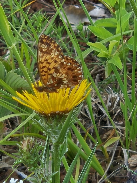 Boloria dia - kis gyöngyházlepke