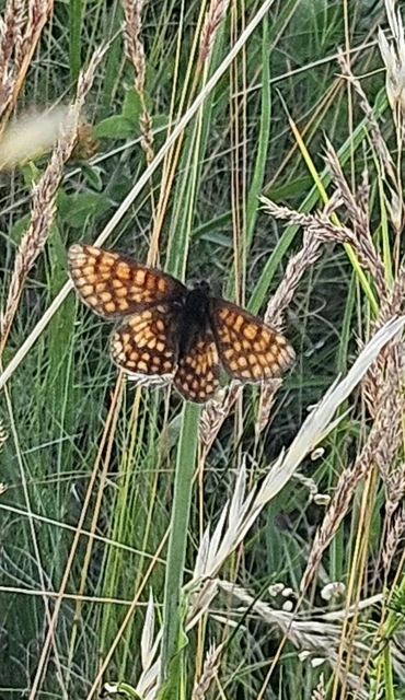 Melitaea athalia - közönséges tarkalepke