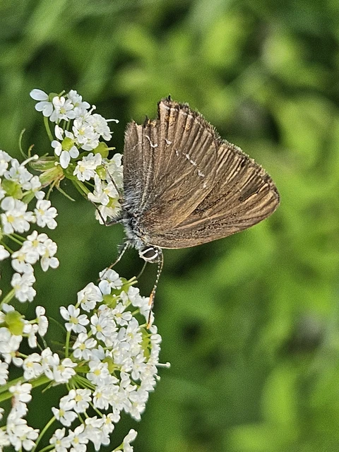 Satyrium ilicis - tölgyfa-csücsköslepke
