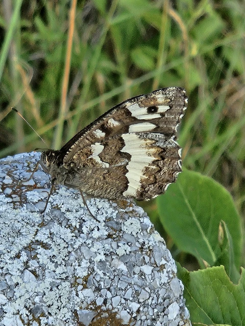 Brintesia circe - fehéröves szemeslepke