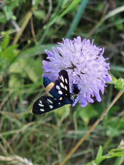 Amata phegea - fehérpettyes álcsüngőlepke