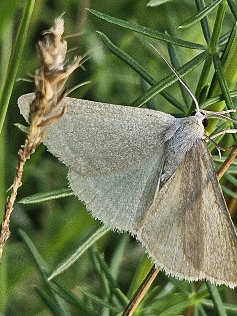 Pseudoterpna pruinata - hamvas zöldaraszoló