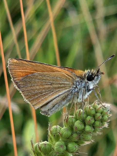 Thymelicus sylvestris - barna busalepke