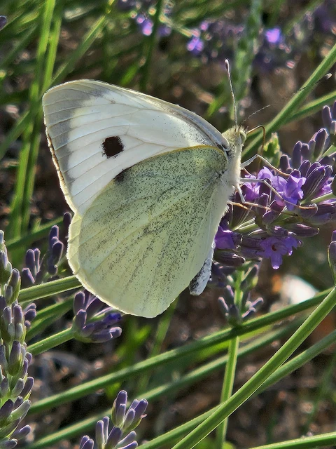 Pieris brassicae - káposztalepke