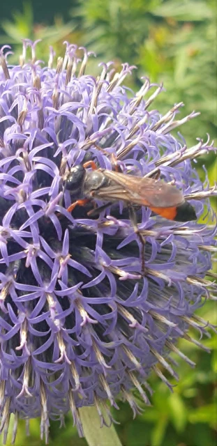 Hymenoptera - Hártyásszárnyúak