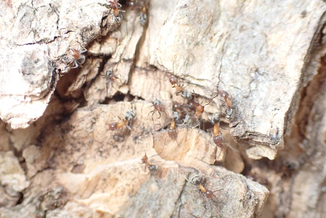 Liometopum microcephalum - tölgyfahangya