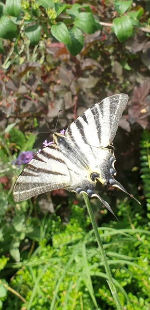 Iphiclides podalirius - kardoslepke