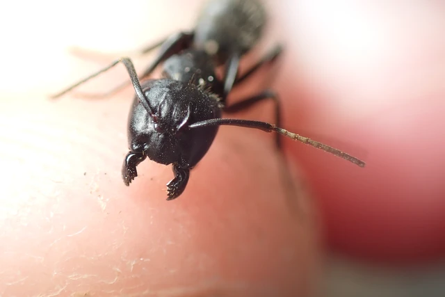 Camponotus vagus - fekete lóhangya