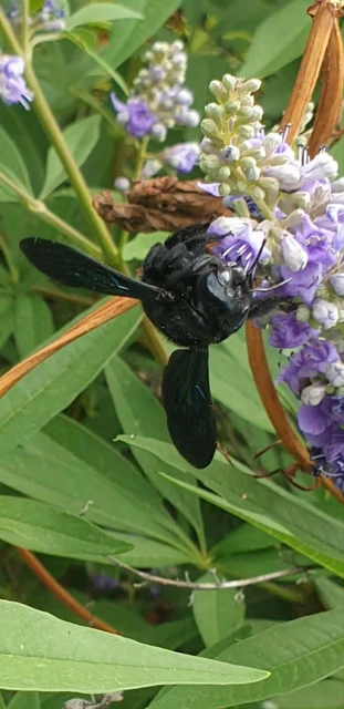 Xylocopa