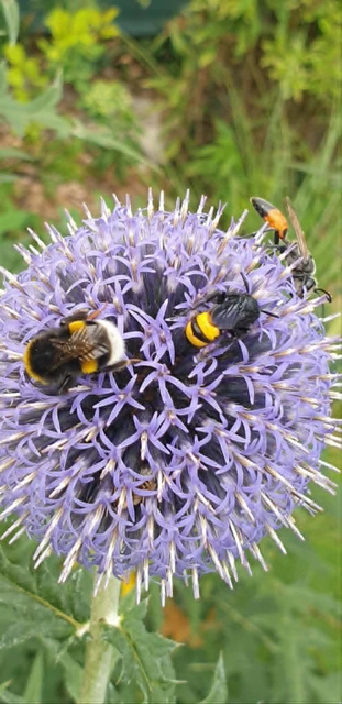 Hymenoptera - Hártyásszárnyúak