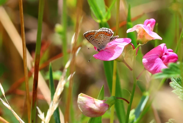 Aricia agestis - szerecsenboglárka