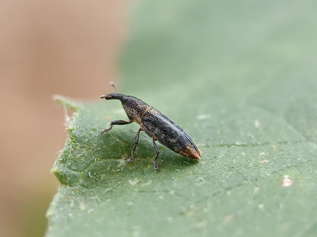 Lixus subtilis - disznóparéj-dudvabarkó
