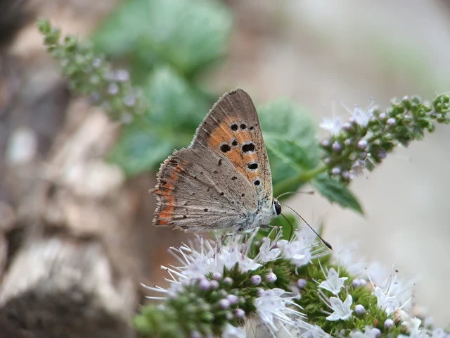 Lycaena phlaeas - közönséges tűzlepke Lycaena phlaeas - közönséges tűzlepke