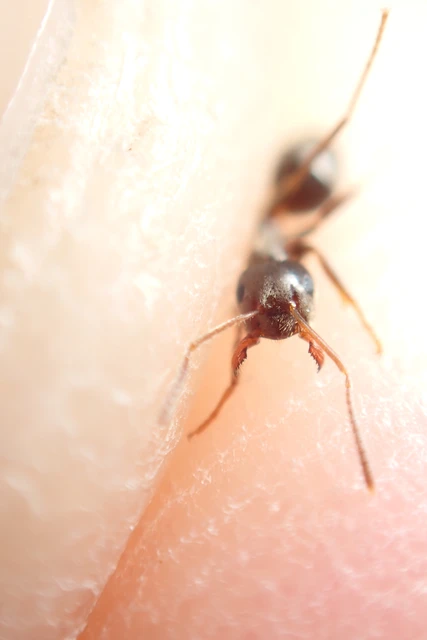 Lasius niger - közönséges feketehangya