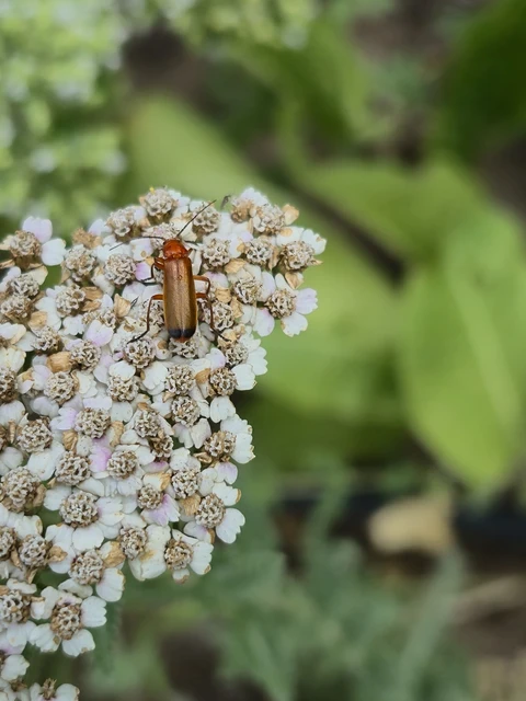 Rhagonycha fulva - feketevégű lágybogár