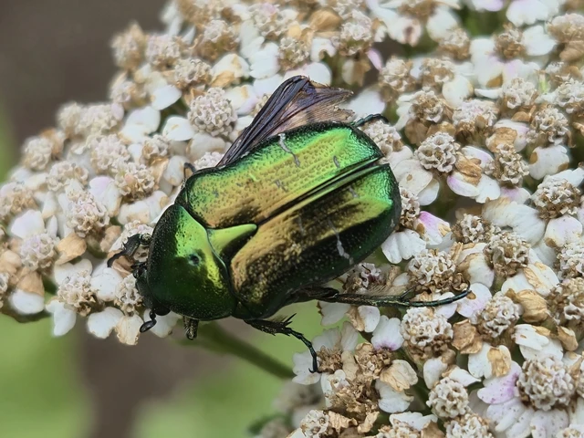 Cetonia aurata - aranyos virágbogár