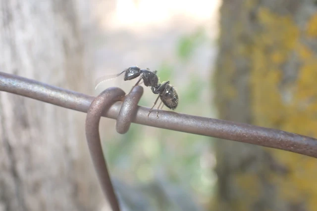 Camponotus vagus - fekete lóhangya