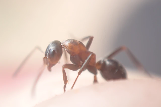 Formica cunicularia - gyakori rabszolgahangya