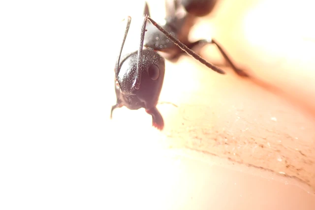 Camponotus vagus - fekete lóhangya
