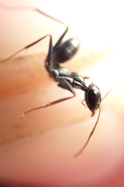 Cataglyphis aenescens - fekete fürgehangya