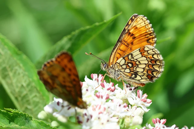 Melitaea athalia - közönséges tarkalepke
