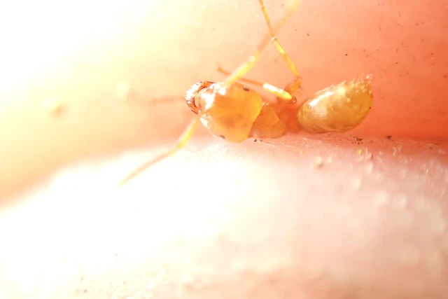 Lasius carniolicus - keleti borostyánhangya