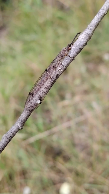 Distoleon tetragrammicus - négyfoltos hangyaleső