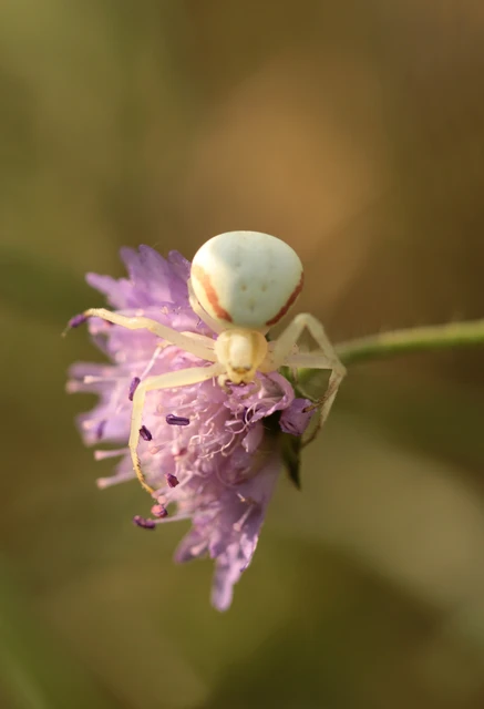Araneae - Pókok
