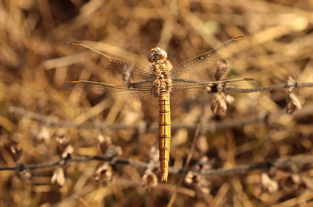 Orthetrum brunneum - pataki pásztorszitakötő