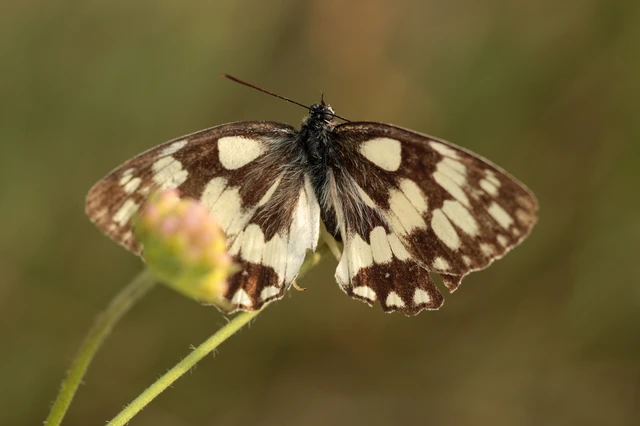 Melanargia galathea - sakktáblalepke