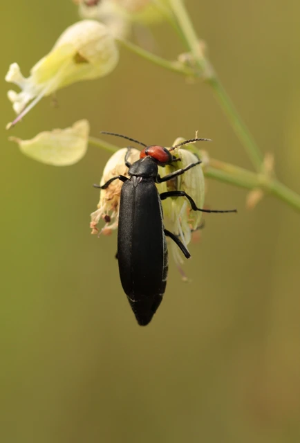 Epicauta rufidorsum - hollóbogár
