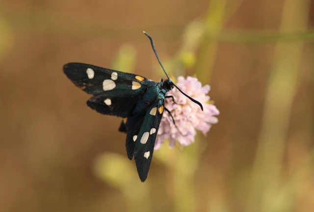 Zygaena ephialtes - változékony csüngőlepke