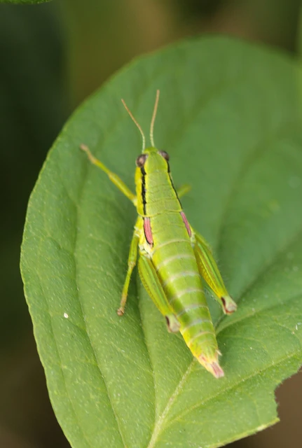 Odontopodisma