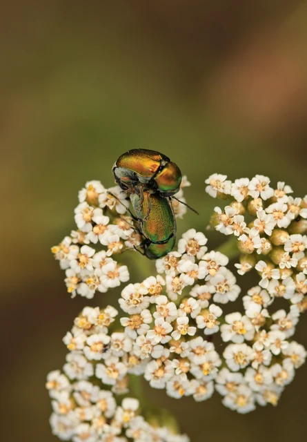 Cryptocephalus
