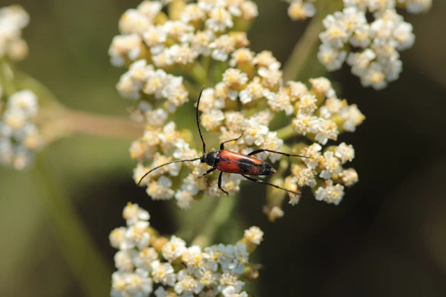 Stenurella bifasciata - kétöves karcsúcincér