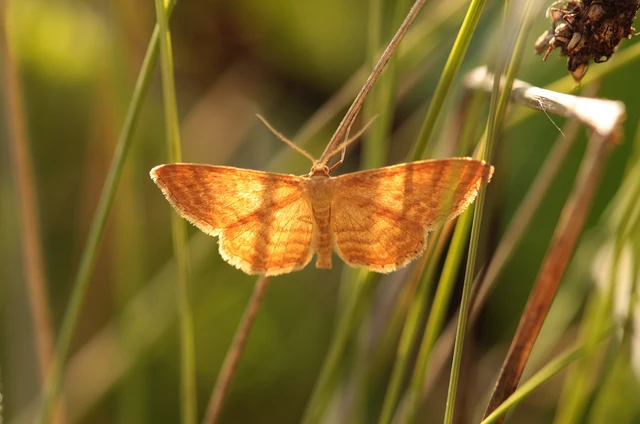 Idaea ochrata - okkerszínű sávosaraszoló