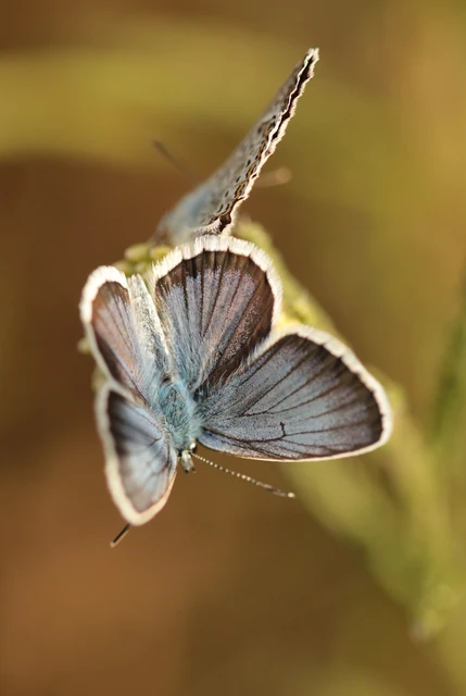 Plebejus argus - ezüstös boglárka
