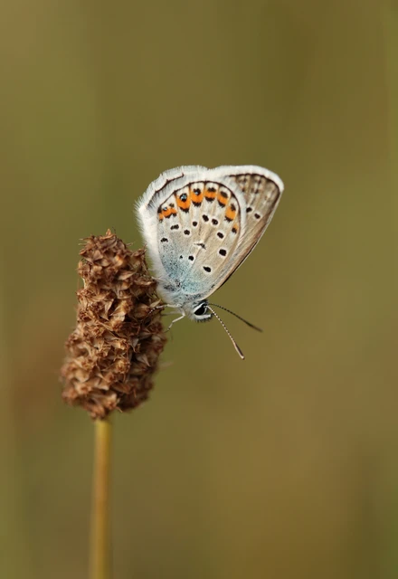 Plebejus argus - ezüstös boglárka