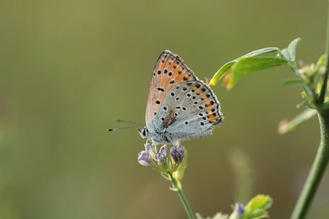 Lycaena thersamon - kis tűzlepke