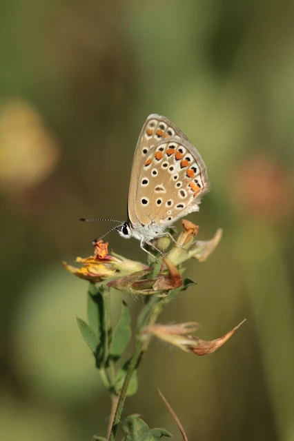 Polyommatus icarus - közönséges boglárka