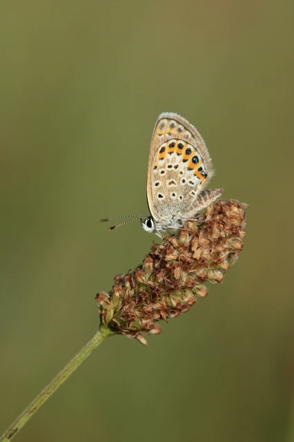 Plebejus argus - ezüstös boglárka