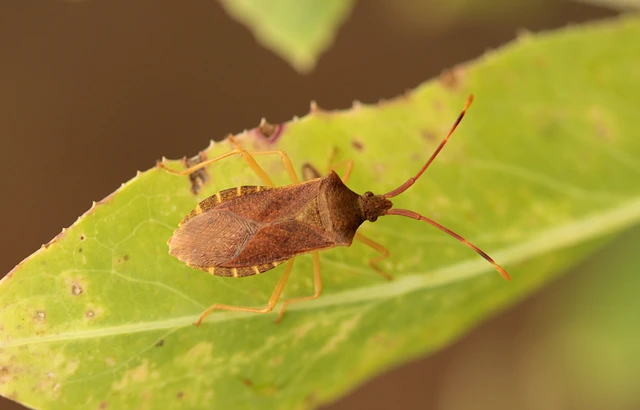 Gonocerus acuteangulatus - aranypetés karimáspoloska